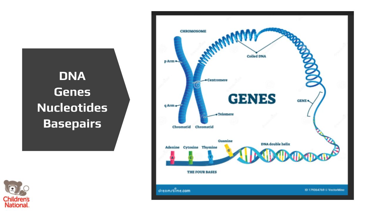 DNA, genes, nucleotides and basepairs explained and broken down.